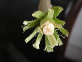基于TRIZ理論創(chuàng)新苧麻剝麻機